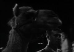 Blessing of the Animals