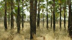 Jogos Dirigidos (Long Version)