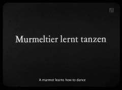 Murmeltier lernt tanzen