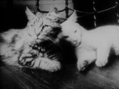 The Private Life of a Cat