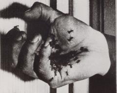Un chien andalou