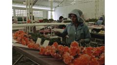 Amor, mujeres y flores