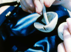 Looking for Mushrooms