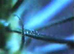 Glimpse of the Garden