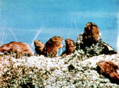 C'mon Babe (Danke schön)