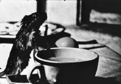 Rat Life and Diet in North America