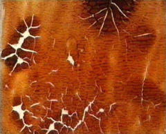 Blutrausch - Bloodlust