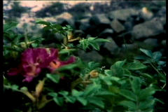 Desi're (The Goldstein Reels)