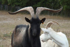 Vater, Mutter, was soll ich heute filmen;Vater, Mutter, was soll ich heute filmen?