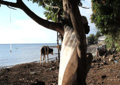 A Tale of Two Islands