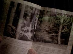 A Field Guide to Ferns