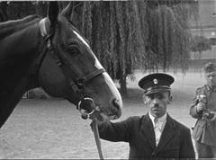 Die Pferde des Rittmeisters