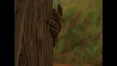 Ride Like Lightning, Crash Like Thunder